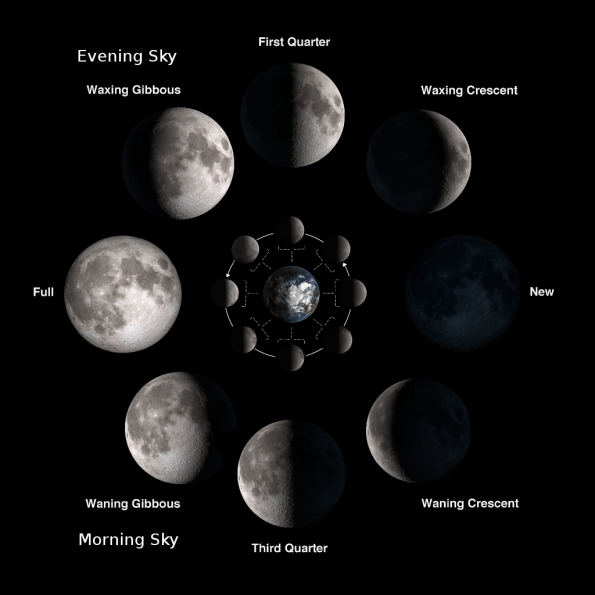 The Moon's phases
