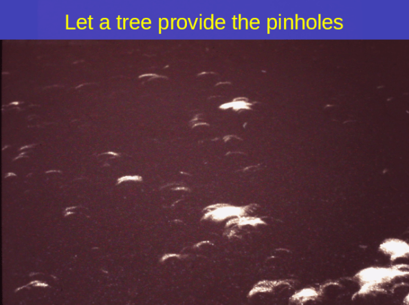 Tree provided pinholes