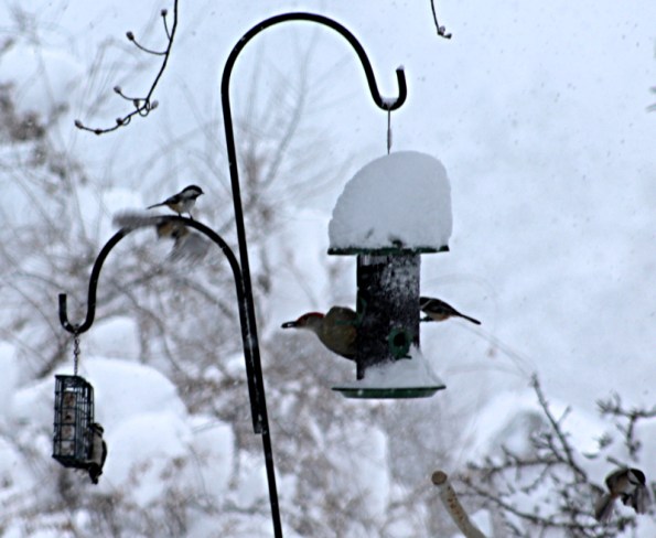 Lunch time at the bird feeder