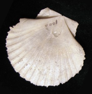 Scallop shell