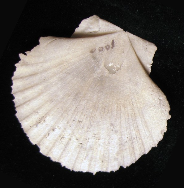 Scallop shell