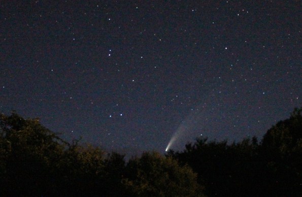 NEOWISE from backyard over tall shrubery