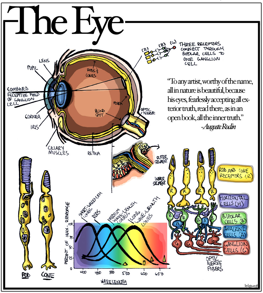 Parts of the eye