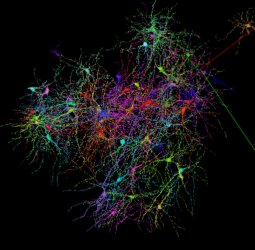 Nanoscale-resolution of the structure of the human cortex.