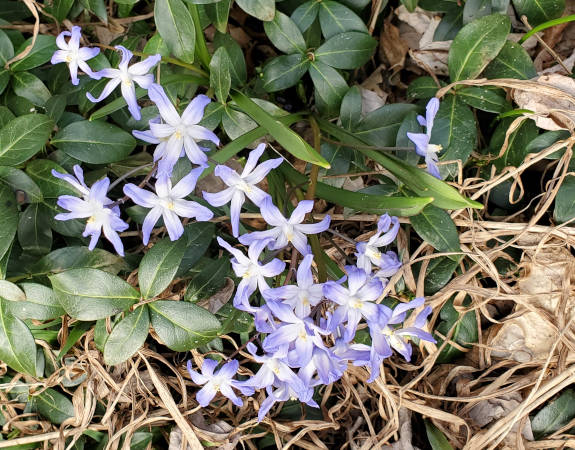 The first flowers in my yard are these guys that are the first to bloom after the snow melts. They appear to be Glory-of-the-Snow according to Google.